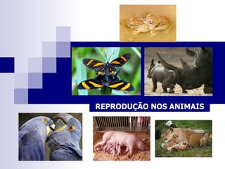 REPRODUÇÃO NOS ANIMAIS 