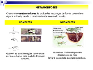 METAMORFOSES Chamam-se  metamorfoses  às profundas mudanças de forma que sofrem alguns animais, desde o nascimento até ao estado adulto. Quando os  indivíduos passam directamente da  fase larvar à fase adulta. Exemplo: gafanhoto.   Quando  as  transformações  apresentam  as  fases - Larva, ninfa e adulto. Exemplo: borboleta.  INCOMPLETA COMPLETA 