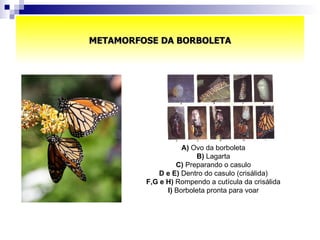 METAMORFOSE DA BORBOLETA A)  Ovo da borboleta  B)  Lagarta  C)  Preparando o casulo  D e E)  Dentro do casulo (crisálida)  F,G e H)  Rompendo a cutícula da crisálida  I)  Borboleta pronta para voar    