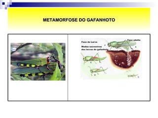 METAMORFOSE DO GAFANHOTO 