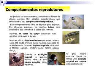 Comportamentos reprodutores No período do acasalamento, o macho e a fêmea de alguns animais têm atitudes características que constituem o seu  comportamento reprodutor. Este comportamento varia de espécie para espécie. Em algumas espécies, os machos  lutam  para defender o seu território e a posse das fêmeas. Noutras,  as cores do corpo  tornam-se mais garridas para atrair a fêmea. Noutras, ainda,  libertam cheiros  que atraem o outro sexo. Há ainda animais cujos machos, na época do acasalamento, fazem  exibições nupciais  para atrair a fêmea: cantam, emitem sons, fazem gestos, dança,…  Durante a  exibição nupcial , a ave-lira macho abre a sua  cauda colorida  junto da fêmea. O grou macho executa diante da fêmea uma  exibição nupcial em convite  ao acasalamento 