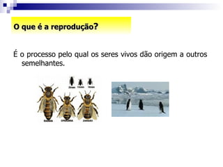 O que é a reprodução ? É o processo pelo qual os seres vivos dão origem a outros  semelhantes. 