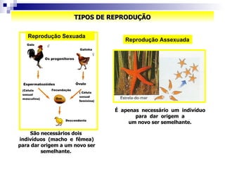 TIPOS DE REPRODUÇÃO São necessários dois  indivíduos  (macho  e  fêmea) para dar origem a um novo ser semelhante.  Reprodução Assexuada É  apenas  necessário  um  indivíduo  para  dar  origem  a  um novo ser semelhante.  Reprodução Sexuada 
