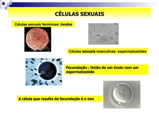 CÉLULAS SEXUAIS Células sexuais femininas:  óvulos A célula que resulta da fecundação é o ovo Células  sexuais  masculinas: espermatozóides Fecundação : União de um óvulo com um espermatozóide 