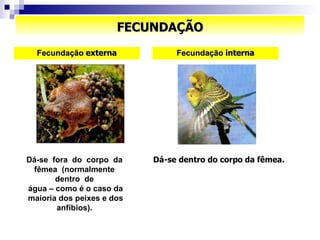 FECUNDAÇÃO Fecundação  externa Dá-se  fora  do  corpo  da  fêmea  (normalmente  dentro  de  água – como é o caso da maioria dos peixes e dos anfíbios).   Fecundação  interna Dá-se dentro do corpo da fêmea.  
