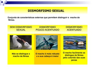 DISMORFISMO SEXUAL Conjunto de características externas que permitem distinguir o  macho da fêmea.  O macho facilmente se distingue da fêmea pelo colorido das suas penas O macho é mais robusto e a sua cabeça é maior Não se distingue o macho da fêmea DISMORFISMO ACENTUADO DISMORFISMO POUCO ACENTUADO SEM DISMORFISMO SEXUAL 