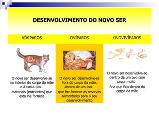 DESENVOLVIMENTO DO NOVO SER O novo ser desenvolve-se dentro de um ovo com casca muito  fina que fica dentro do corpo da mãe O novo ser desenvolve-se fora do corpo da mãe, dentro de um ovo  que lhe fornece as reservas alimentares para o seu desenvolvimento O novo ser desenvolve-se no interior do corpo da mãe e à custa dos  materiais (nutrientes) que esta lhe fornece OVOVIVÍPAROS OVÍPAROS VÍVIPAROS 