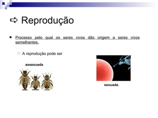    Reprodução <ul><li>Processo pelo qual os seres vivos dão origem a seres vivos semelhantes. </li></ul><ul><ul><li>A rep...