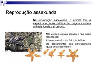 Reprodução assexuada <ul><ul><ul><li>Na reprodução assexuada, o animal tem a capacidade de se dividir e dar origem a outro...