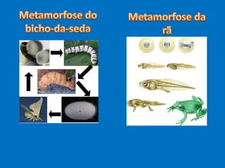 ReproduçãO Nos Animais 5º Ano