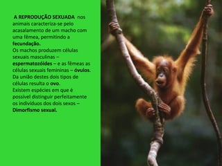 A REPRODUÇÃO SEXUADA nos
animais caracteriza-se pelo
acasalamento de um macho com
uma fêmea, permitindo a
fecundação.
Os m...