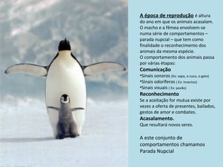 A época de reprodução é altura
do ano em que os animais acasalam.
O macho e a fêmea envolvem-se
numa série de comportamentos –
parada nupcial – que tem como
finalidade o reconhecimento dos
animais da mesma espécie.
O comportamento dos animais passa
por várias étapas:
Comunicação
•Sinais sonoros (Ex: sapo, o cuco, o gato)
•Sinais odoríferos ( Ex: Insectos)
•Sinais visuais ( Ex: pavão)
Reconhecimento
Se a aceitação for mutua existe por
vezes a oferta de presentes, bailados,
gestos de amor e combates.
Acasalamento.
Que resultará novos seres.
A este conjunto de
comportamentos chamamos
Parada Nupcial
 