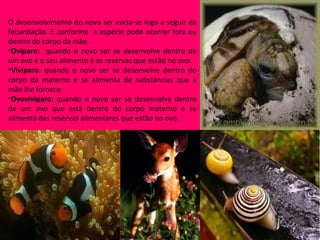 O desenvolvimento do novo ser inicia-se logo a seguir da
fecundação. E conforme a espécie pode ocorrer fora ou
dentro do corpo da mãe.
•Ovíparo: quando o novo ser se desenvolve dentro de
um ovo e o seu alimento é as reservas que estão no ovo.
•Vivíparo: quando o novo ser se desenvolve dentro do
corpo da materno e se alimenta de substâncias que a
mãe lhe fornece.
•Ovovivíparo: quando o novo ser se desenvolve dentro
de um ovo que está dentro do corpo materno e se
alimenta das reservas alimentares que estão no ovo.
 