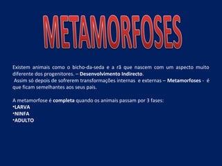 Existem animais como o bicho-da-seda e a rã que nascem com um aspecto muito
diferente dos progenitores. – Desenvolvimento Indirecto.
Assim só depois de sofrerem transformações internas e externas – Metamorfoses - é
que ficam semelhantes aos seus pais.
A metamorfose é completa quando os animais passam por 3 fases:
•LARVA
•NINFA
•ADULTO
 
