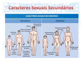 Caracteres Sexuais Secundários