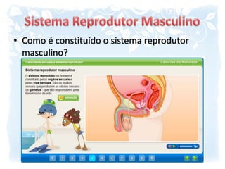 Sistema Reprodutor MasculinoComo é constituído o sistema reprodutor masculino?