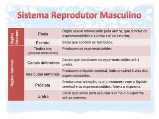 Sistema Reprodutor MasculinoPénisEscrotoTestículos(gónadas masculinas)Canais deferentesVesículas seminaisPróstataUretra