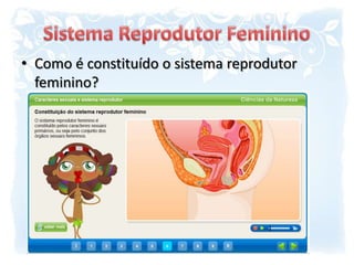 Sistema Reprodutor FemininoComo é constituído o sistema reprodutor feminino?