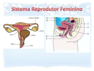 Sistema Reprodutor Feminino
