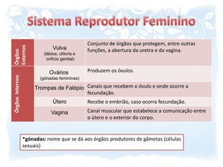 Sistema Reprodutor FemininoVulva(lábios, clítoris e orifício genital)Ovários (gónadas femininas)Trompas de FalópioÚteroVagina*gónadas: nome que se dá aos órgãos produtores de gâmetas (células sexuais)