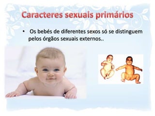 Caracteres sexuais primários Os bebés de diferentes sexos só se distinguem pelos órgãos sexuais externos..