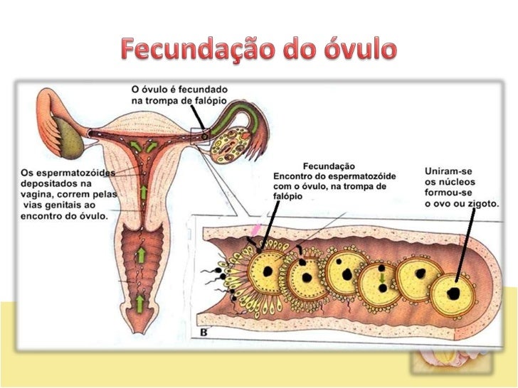 Reprodução2 Reprodução2