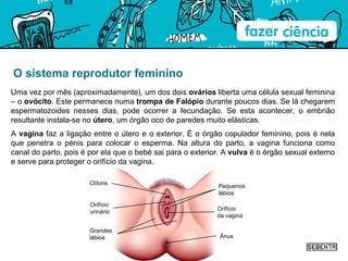 O sistema reprodutor feminino Uma vez por mês (aproximadamente), um dos dois  ovários  liberta uma célula sexual feminina – o  ovócito . Este permanece numa  trompa de Falópio  durante poucos dias. Se lá chegarem espermatozoides nesses dias, pode ocorrer a fecundação. Se esta acontecer, o embrião resultante instala-se no  útero , um órgão oco de paredes muito elásticas. A  vagina  faz a ligação entre o útero e o exterior. É o órgão copulador feminino, pois é nela que penetra o pénis para colocar o esperma. Na altura do parto, a vagina funciona como canal do parto, pois é por ela que o bebé sai para o exterior. A  vulva  é o órgão sexual externo e serve para proteger o orifício da vagina. Ânus Orifício da vagina Pequenos lábios Grandes lábios Orifício urinário Clítoris 