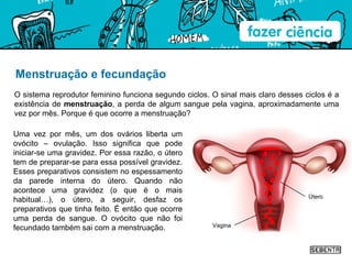 Menstruação e fecundação O sistema reprodutor feminino funciona segundo ciclos. O sinal mais claro desses ciclos é a existência de  menstruação , a perda de algum sangue pela vagina, aproximadamente uma vez por mês. Porque é que ocorre a menstruação? Uma vez por mês, um dos ovários liberta um ovócito – ovulação. Isso significa que pode iniciar-se uma gravidez. Por essa razão, o útero tem de preparar-se para essa possível gravidez. Esses preparativos consistem no espessamento da parede interna do útero. Quando não acontece uma gravidez (o que é o mais habitual…), o útero, a seguir, desfaz os preparativos que tinha feito. É então que ocorre uma perda de sangue. O ovócito que não foi fecundado também sai com a menstruação. Vagina Útero 