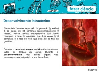Desenvolvimento intrauterino Durante o  desenvolvimento embrionário  formam-se todos os órgãos do corpo. Durante o  desenvolvimento fetal  esses órgãos vão amadurecendo e adquirindo a sua forma final. Na espécie humana, o período de gestação (gravidez) é de cerca de 38 semanas (aproximadamente 9 meses). Nesse período distinguem-se duas fases principais: a fase de  embrião , que dura cerca de 8 semanas, e a fase de  feto , que dura até ao final da gravidez. 