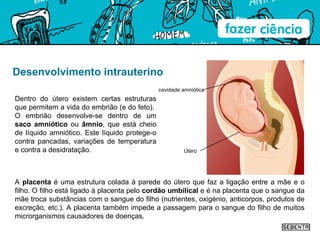 Desenvolvimento intrauterino Dentro do útero existem certas estruturas que permitem a vida do embrião (e do feto).  O embrião desenvolve-se dentro de um  saco amniótico  ou  âmnio , que está cheio de líquido amniótico. Este líquido protege-o contra pancadas, variações de temperatura e contra a desidratação. A  placenta  é uma estrutura colada à parede do útero que faz a ligação entre a mãe e o filho. O filho está ligado à placenta pelo  cordão umbilical  e é na placenta que o sangue da mãe troca substâncias com o sangue do filho (nutrientes, oxigénio, anticorpos, produtos de excreção, etc.). A placenta também impede a passagem para o sangue do filho de muitos microrganismos causadores de doenças. cavidade amniótica Útero 