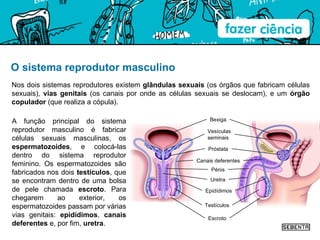 O sistema reprodutor masculino Nos dois sistemas reprodutores existem  glândulas sexuais  (os órgãos que fabricam células sexuais),  vias genitais  (os canais por onde as células sexuais se deslocam), e um  órgão copulador  (que realiza a cópula). A função principal do sistema reprodutor masculino é fabricar células sexuais masculinas, os  espermatozoides , e colocá-las dentro do sistema reprodutor feminino. Os espermatozoides são fabricados nos dois  testículos , que se encontram dentro de uma bolsa de pele chamada  escroto . Para chegarem ao exterior, os espermatozoides passam por várias vias genitais:  epidídimos ,  canais deferentes  e, por fim,  uretra . Pénis Bexiga Vesículas seminais Testículos Escroto Uretra Epidídimos Canais deferentes Próstata 