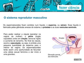 O sistema reprodutor masculino Os espermatozoides ficam contidos num líquido, o  esperma , ou  sémen . Esse líquido é fabricado pelas glândulas anexas do sistema, a  próstata  e as duas  vesículas seminais . Para poder realizar a cópula (penetrar na vagina da mulher), o  pénis  (órgão copulador) entra em  ereção : torna-se rígido e aumenta de tamanho. No final da cópula, ocorre a  ejaculação , ou seja, é emitida uma pequena quantidade de esperma para o interior da vagina. Os espermatozoides terão assim uma oportunidade de fecundar uma célula sexual feminina e dar início a uma gravidez. Elevação parcial dos testículos Ereção 