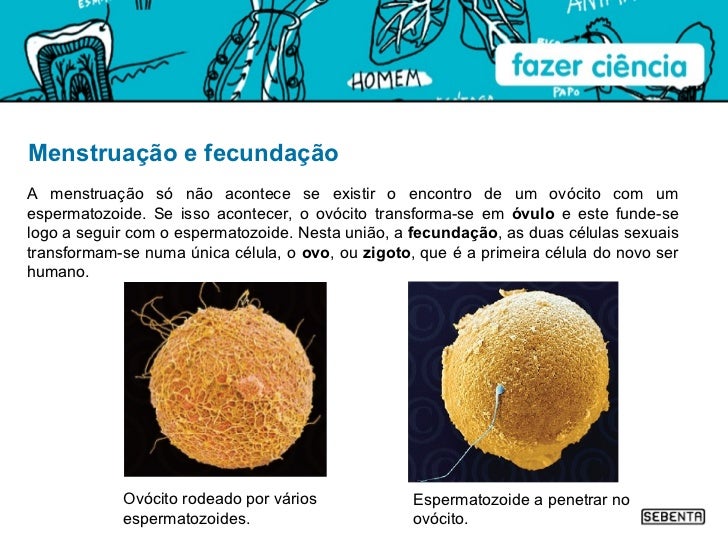 Caso O Ovócito Não Seja Fecundado O Que Ocorre