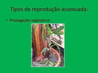 Tipos de reprodução assexuada:
• Propagação vegetativa:

 