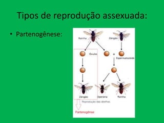 Tipos de reprodução assexuada:
• Partenogênese:

 