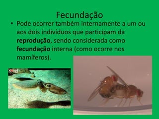 Fecundação

• Pode ocorrer também internamente a um ou
aos dois indivíduos que participam da
reprodução, sendo considerada como
fecundação interna (como ocorre nos
mamíferos).

 
