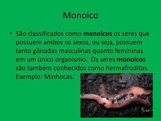 Monoico
• São classificados como monoicos os seres que
possuem ambos os sexos, ou seja, possuem
tanto gônadas masculinas quanto femininas
em um único organismo. Os seres monoicos
são também conhecidos como hermafroditas.
Exemplo: Minhocas.

 