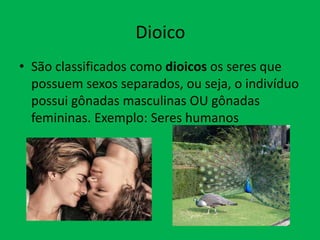 Dioico
• São classificados como dioicos os seres que
possuem sexos separados, ou seja, o indivíduo
possui gônadas masculinas OU gônadas
femininas. Exemplo: Seres humanos

 