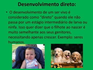 Desenvolvimento direto:
• O desenvolvimento de um ser vivo é
considerado como “direto” quando ele não
passa por um estágio intermediário de larva ou
ninfa. Isso quer dizer que o filhote ao nascer é
muito semelhante aos seus genitores,
necessitando apenas crescer. Exemplo: seres
humanos.

 
