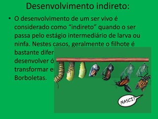 Desenvolvimento indireto:
• O desenvolvimento de um ser vivo é
considerado como “indireto” quando o ser
passa pelo estágio intermediário de larva ou
ninfa. Nestes casos, geralmente o filhote é
bastante diferente de seus pais, necessitando
desenvolver órgãos e estruturas para se
transformar em um adulto. Exemplo:
Borboletas.

 