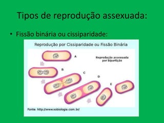 Tipos de reprodução assexuada:
• Fissão binária ou cissiparidade:

 