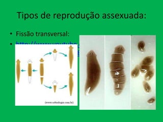 Tipos de reprodução assexuada:
• Fissão transversal:
• http://www.youtube.com/watch?feature=play
er_embedded&v=LwBc5bK4BUQ

 