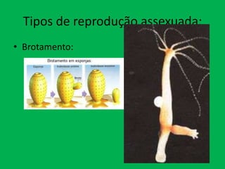 Tipos de reprodução assexuada:
• Brotamento:

 