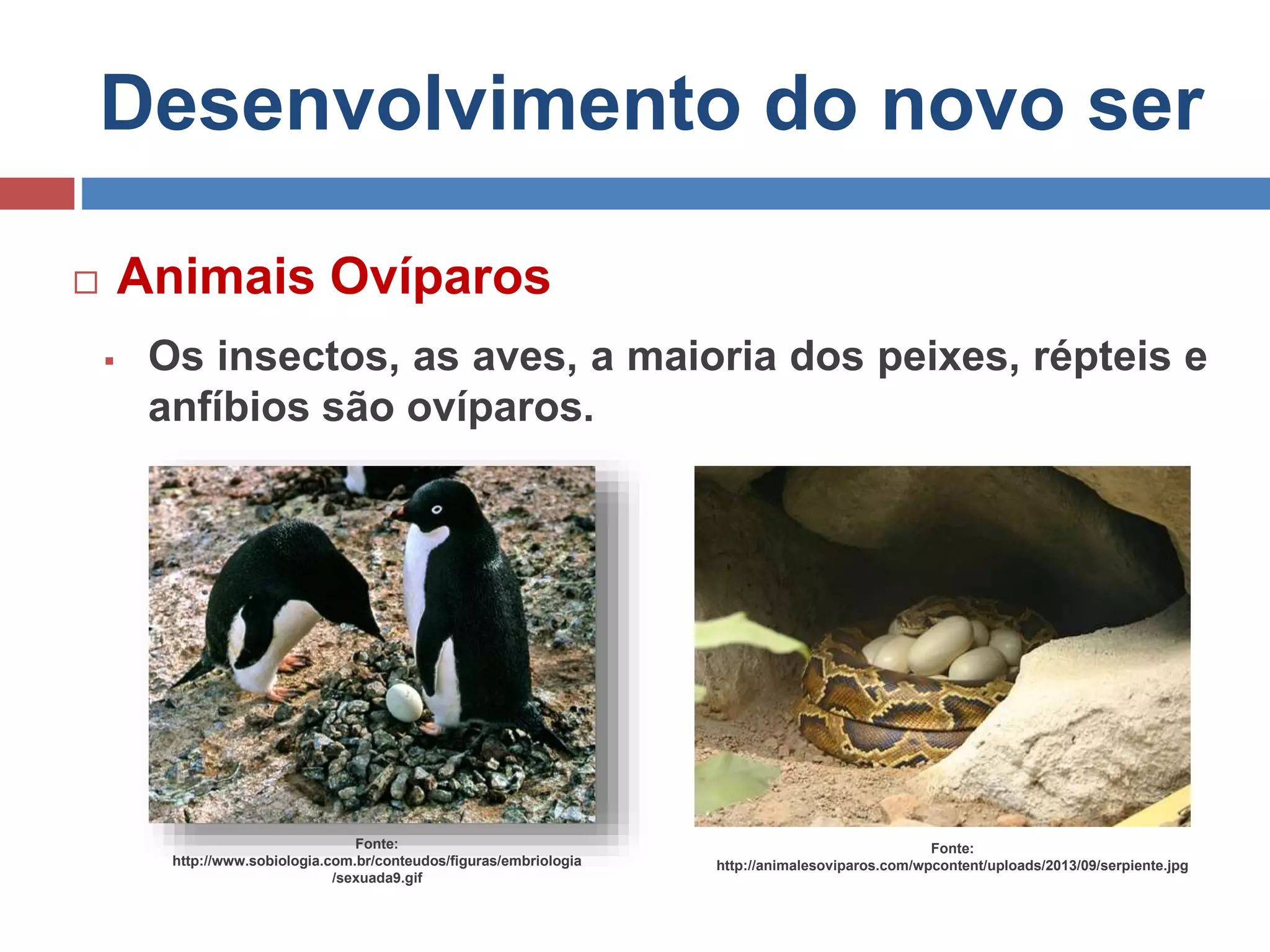 Desenvolvimento do novo ser
 Animais Ovíparos
 Os insectos, as aves, a maioria dos peixes, répteis e
anfíbios são ovíparos.
Fonte:
http://www.sobiologia.com.br/conteudos/figuras/embriologia
/sexuada9.gif
Fonte:
http://animalesoviparos.com/wpcontent/uploads/2013/09/serpiente.jpg
 