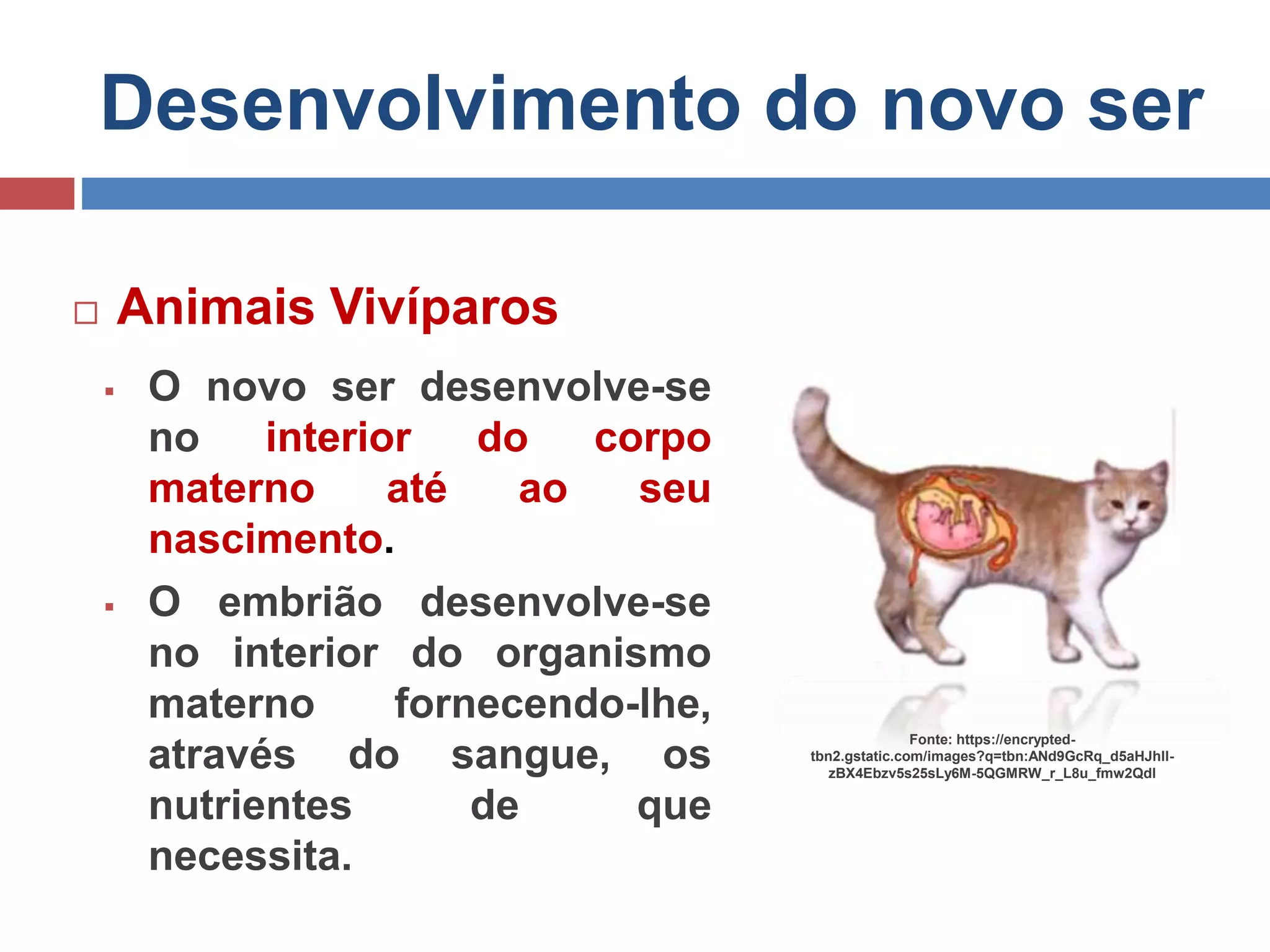 Desenvolvimento do novo ser
 Animais Vivíparos
 O novo ser desenvolve-se
no interior do corpo
materno até ao seu
nascimento.
 O embrião desenvolve-se
no interior do organismo
materno fornecendo-lhe,
através do sangue, os
nutrientes de que
necessita.
Fonte: https://encrypted-
tbn2.gstatic.com/images?q=tbn:ANd9GcRq_d5aHJhIl-
zBX4Ebzv5s25sLy6M-5QGMRW_r_L8u_fmw2Qdl
 