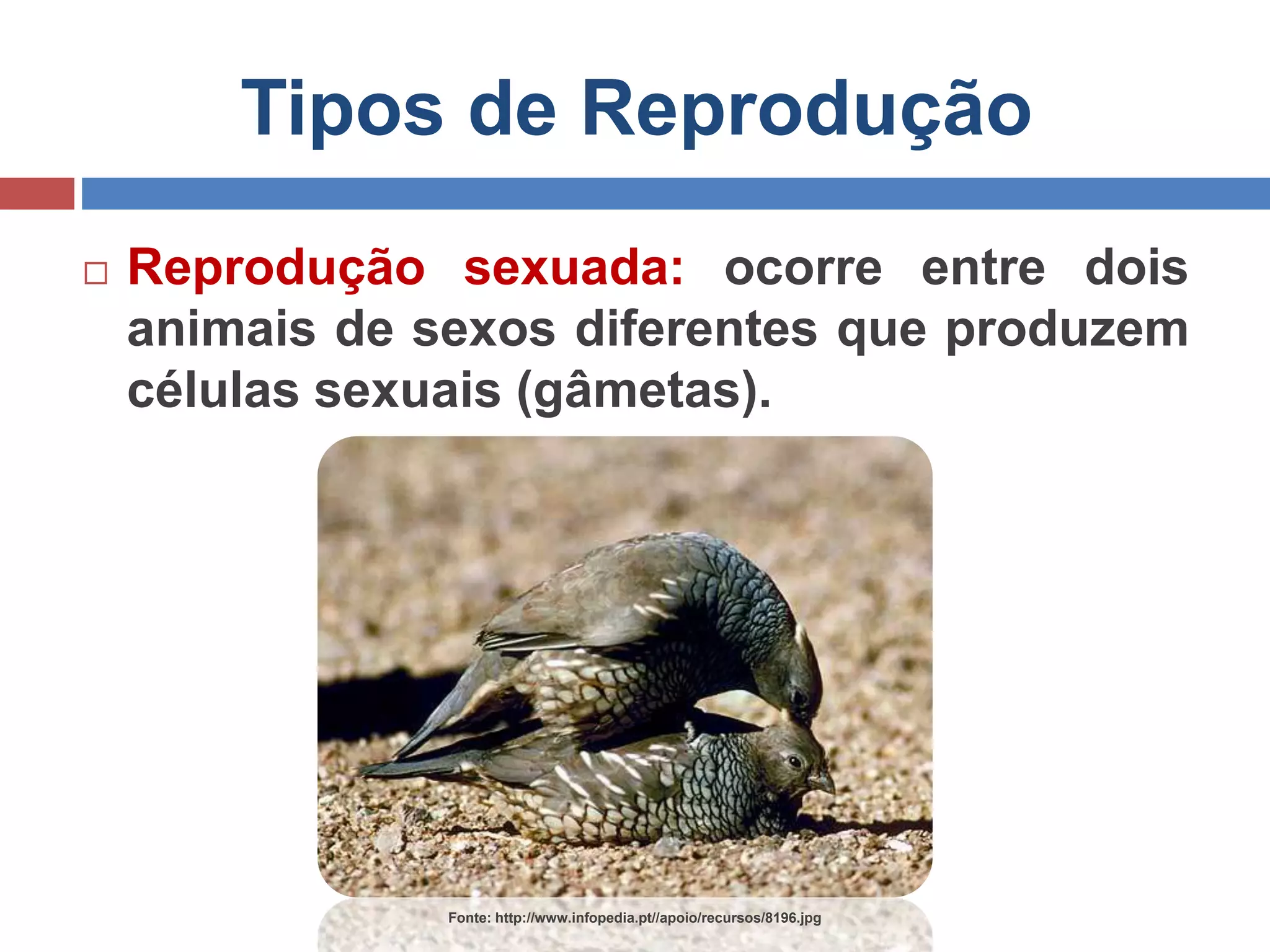 Tipos de Reprodução
 Reprodução sexuada: ocorre entre dois
animais de sexos diferentes que produzem
células sexuais (gâmetas).
Fonte: http://www.infopedia.pt//apoio/recursos/8196.jpg
 