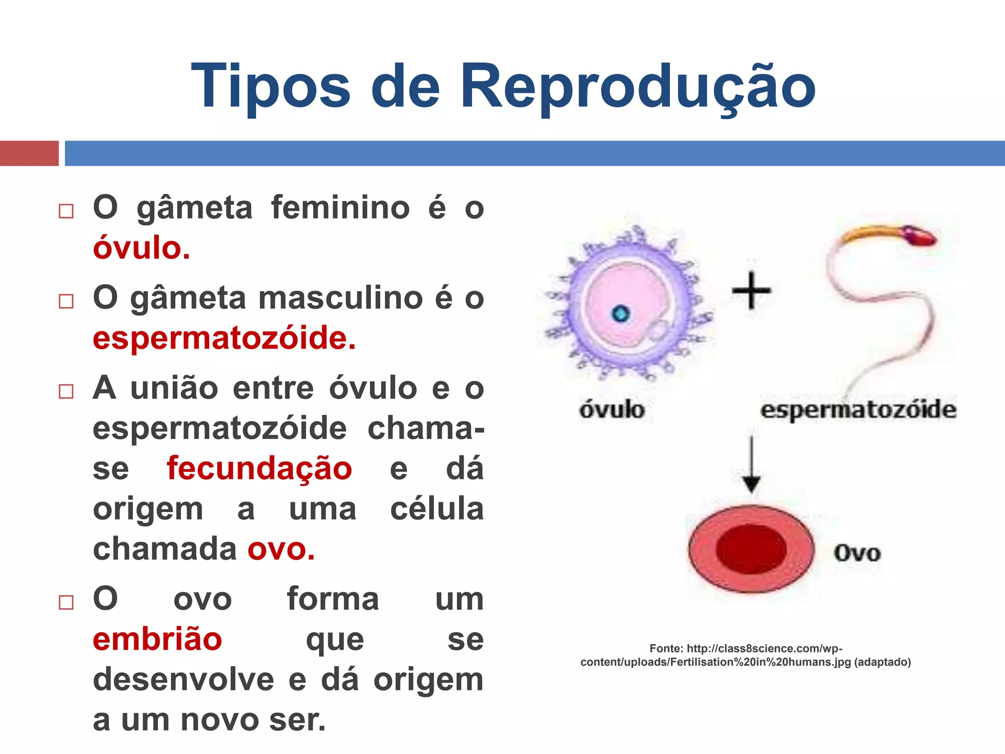 Tipos de Reprodução
 O gâmeta feminino é o
óvulo.
 O gâmeta masculino é o
espermatozóide.
 A união entre óvulo e o
espermatozóide chama-
se fecundação e dá
origem a uma célula
chamada ovo.
 O ovo forma um
embrião que se
desenvolve e dá origem
a um novo ser.
Fonte: http://class8science.com/wp-
content/uploads/Fertilisation%20in%20humans.jpg (adaptado)
 