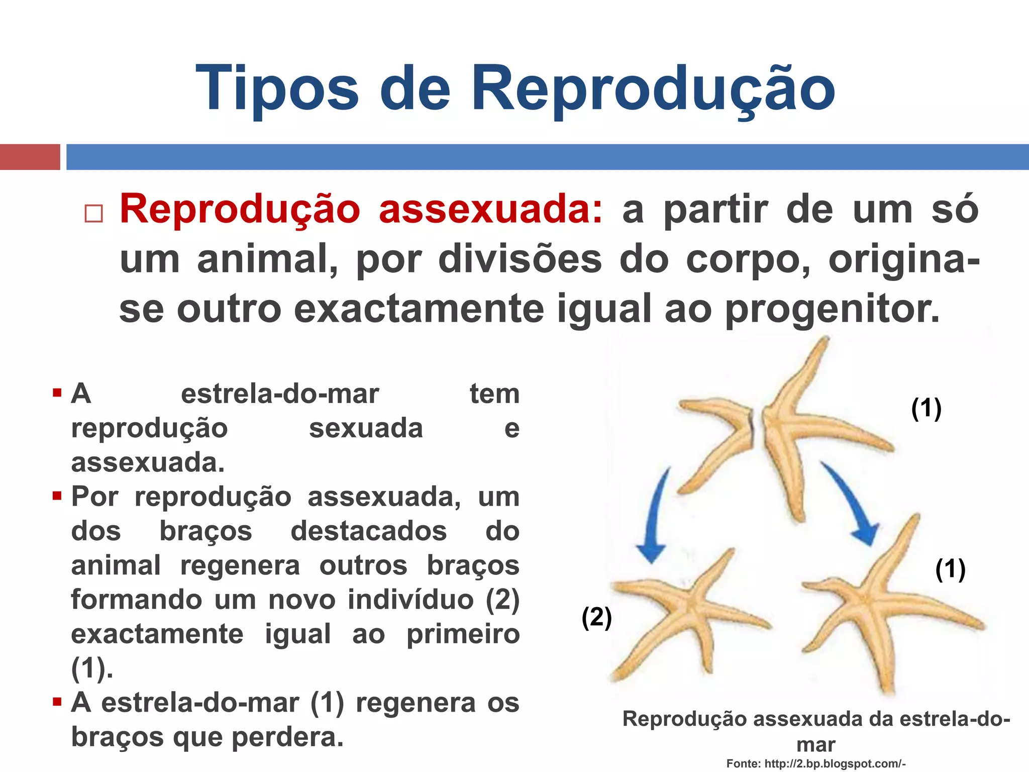Tipos de Reprodução
Reprodução assexuada da estrela-do-
mar
Fonte: http://2.bp.blogspot.com/-
 Reprodução assexuada: a partir de um só
um animal, por divisões do corpo, origina-
se outro exactamente igual ao progenitor.
 A estrela-do-mar tem
reprodução sexuada e
assexuada.
 Por reprodução assexuada, um
dos braços destacados do
animal regenera outros braços
formando um novo indivíduo (2)
exactamente igual ao primeiro
(1).
 A estrela-do-mar (1) regenera os
braços que perdera.
(2)
(1)
(1)
 