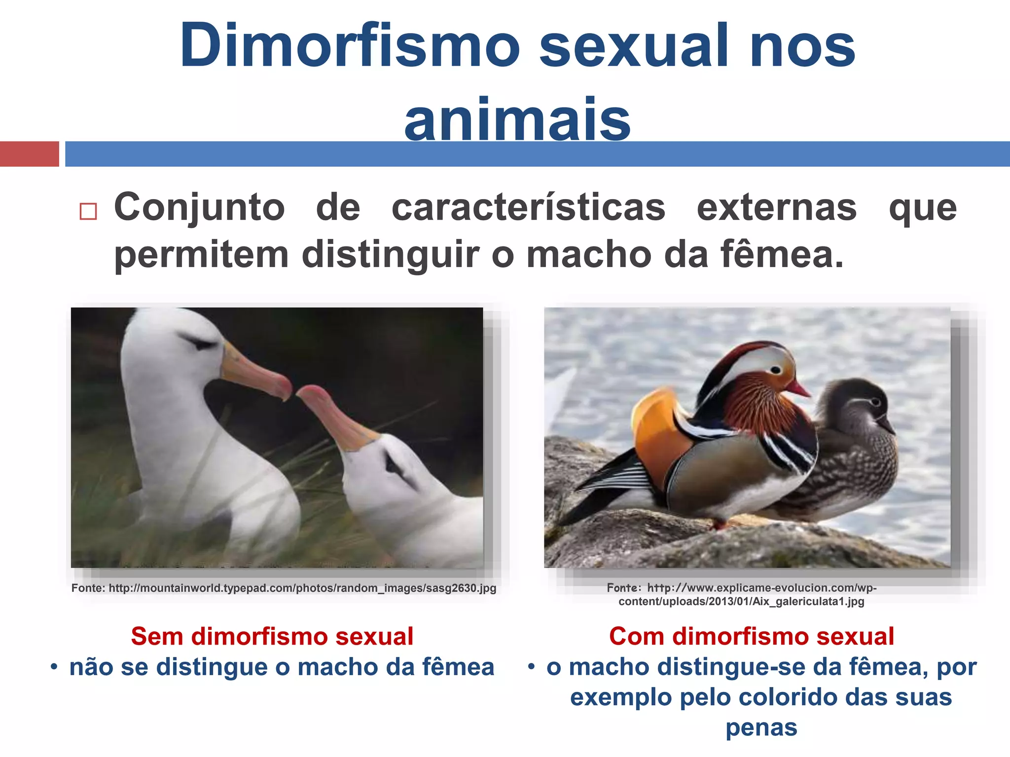 Dimorfismo sexual nos
animais
 Conjunto de características externas que
permitem distinguir o macho da fêmea.
Sem dimorfismo sexual
• não se distingue o macho da fêmea
Com dimorfismo sexual
• o macho distingue-se da fêmea, por
exemplo pelo colorido das suas
penas
Fonte: http://www.explicame-evolucion.com/wp-
content/uploads/2013/01/Aix_galericulata1.jpg
Fonte: http://mountainworld.typepad.com/photos/random_images/sasg2630.jpg
 