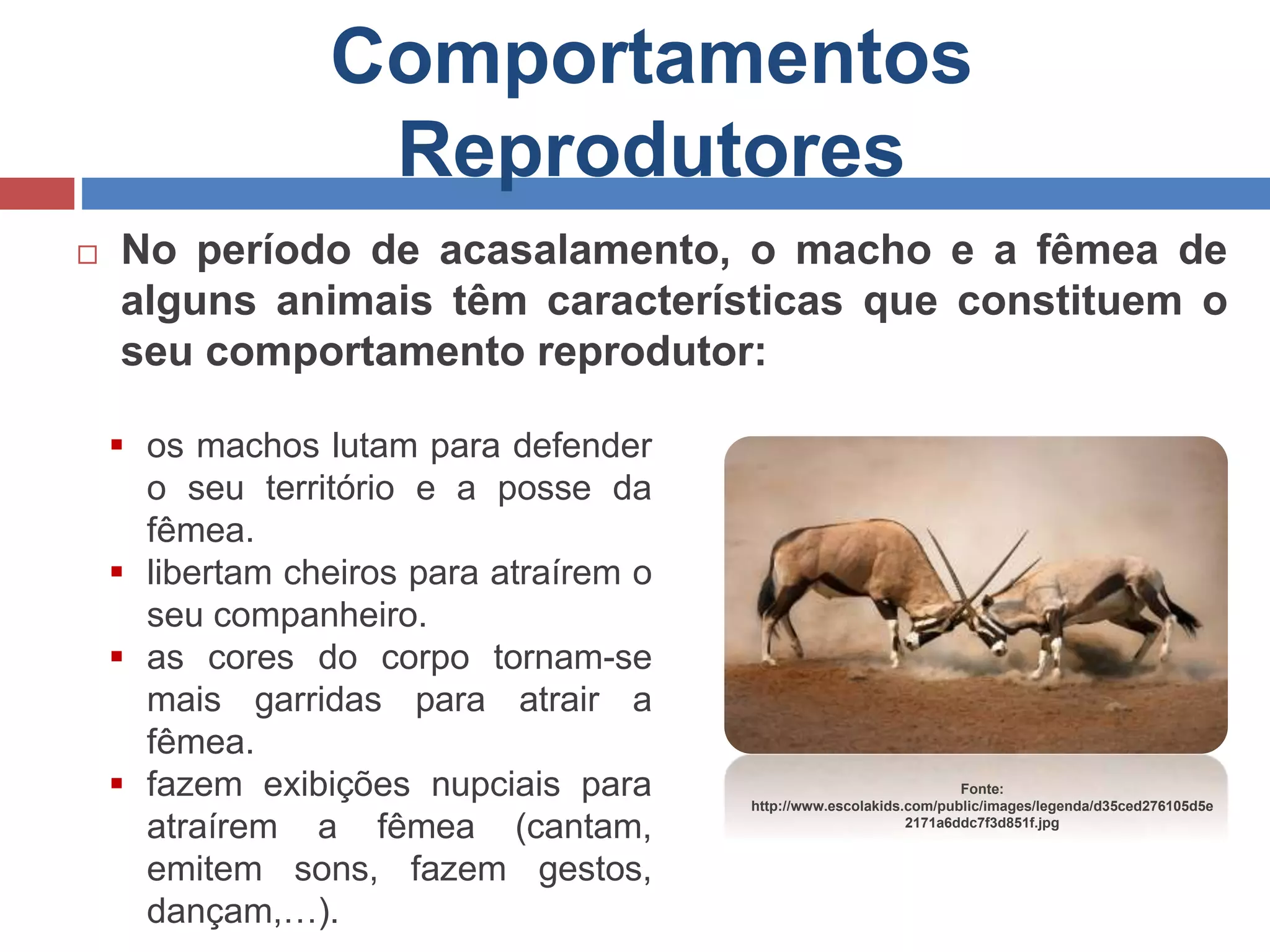 Comportamentos
Reprodutores
 No período de acasalamento, o macho e a fêmea de
alguns animais têm características que constituem o
seu comportamento reprodutor:
 os machos lutam para defender
o seu território e a posse da
fêmea.
 libertam cheiros para atraírem o
seu companheiro.
 as cores do corpo tornam-se
mais garridas para atrair a
fêmea.
 fazem exibições nupciais para
atraírem a fêmea (cantam,
emitem sons, fazem gestos,
dançam,…).
Fonte:
http://www.escolakids.com/public/images/legenda/d35ced276105d5e
2171a6ddc7f3d851f.jpg
 